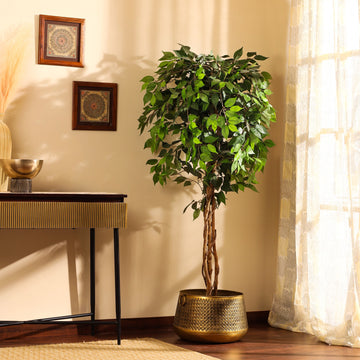 Faux Ficus Plant, 6 Feet