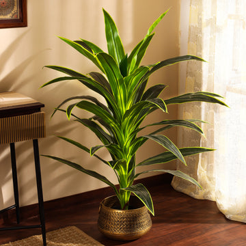 Faux Dragon Plant, 4 Feet