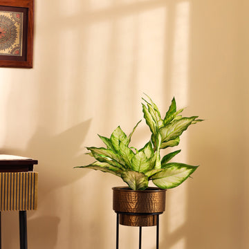 Faux Green Dieffenbachia Potted Plant, 2 Feet