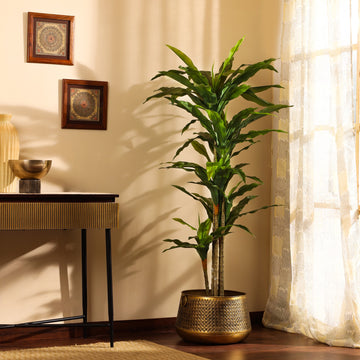 Faux Dracaena Plant, 6 Feet